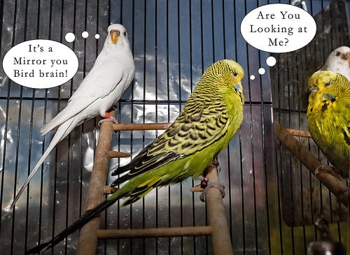 budgies