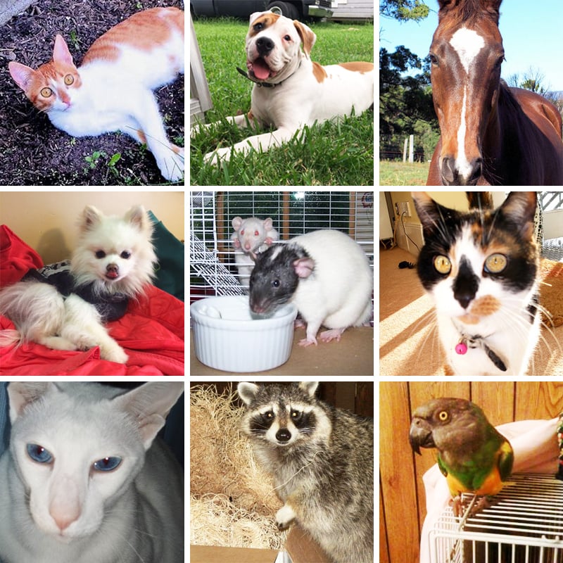 Animals & The Spirit World – Interview with an Animal Communicator