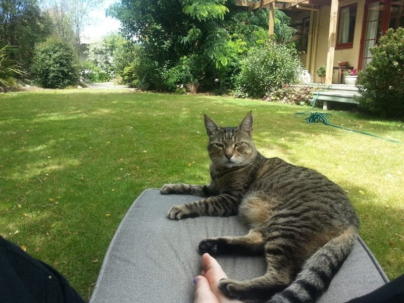 Big Boy in NZ backyard