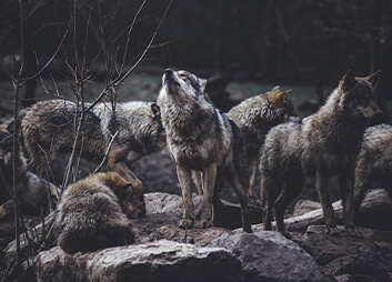 Wolfpacks